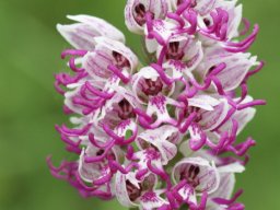 Orchis_simia